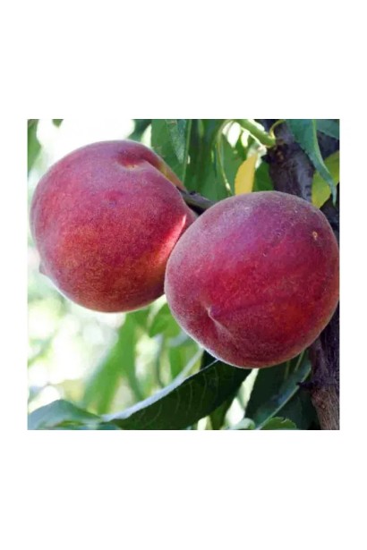 Плоди персика Роял Глорі на гілці серед зеленого листя